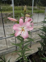 [1797 Enjoy No02.JPG]